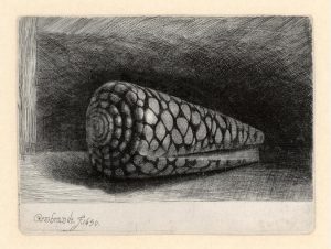 Rembrandt etchings: The shell, 1650