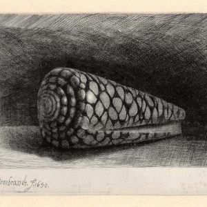 Rembrandt etchings: The shell, 1650